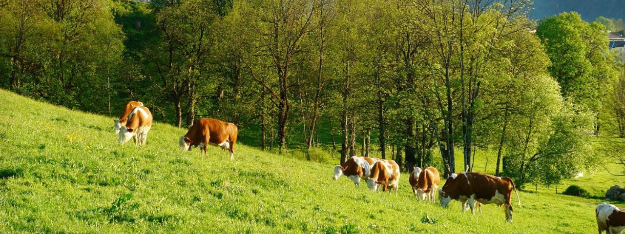 Pension Schosser Fusch an der Grossglocknerstrasse Εξωτερικό φωτογραφία